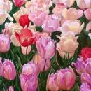 pink flowers