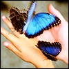 butterfly 