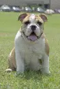 Bully Miss. State