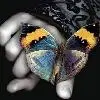 butterfly 3