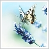 butterfly 5