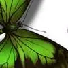 butterfly 6