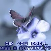 butterfly 7