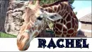 Giraffe + Rachel