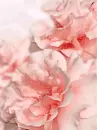 PINK FLOWER