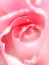 PINK ROSE