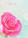 PINK ROSE