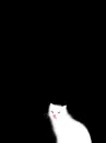 LIL KITTY