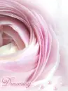 PINK ROSE