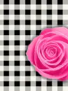 HOT PINK ROSE