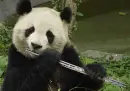 musicalpanda