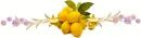 Fruits