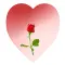ROSE INSIDE HEART