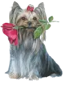 Yorkshire terrier rose