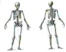 Skeleton and Muscles