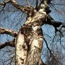 Woman Shaped Tree