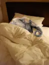 Snoring elephant