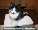 Cute Kitten