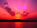 SunSetButterflies