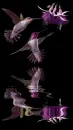 Hummingbirds Reflection