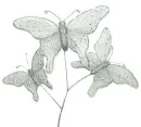White Flowers