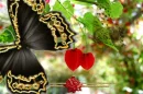 Batterfly