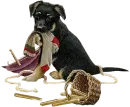 dog with a sock