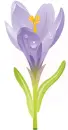 Violet