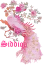 Siddiqa's Pink Peacock. 