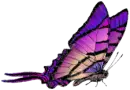 Batterfly