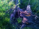 tree trunks