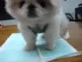 tiny puppy