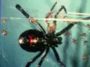 my spider