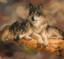 Wolf Couple