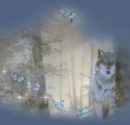 Nite Wolf