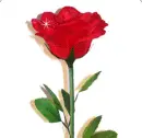 Sparkling Rose