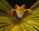 frogs