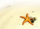 Star fish