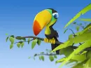 Toucan