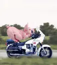 pig