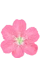 PINK FLOWER