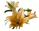 Lilien