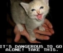 cat