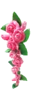 PINK ROSES