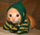 cute kitty