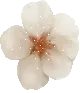 cherry flower