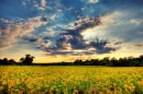 Sunset,blue,green,farm,flowers BACKGROUND