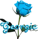 baby blue rose georgie