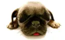 Dog in love