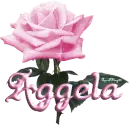 pink rose aggela